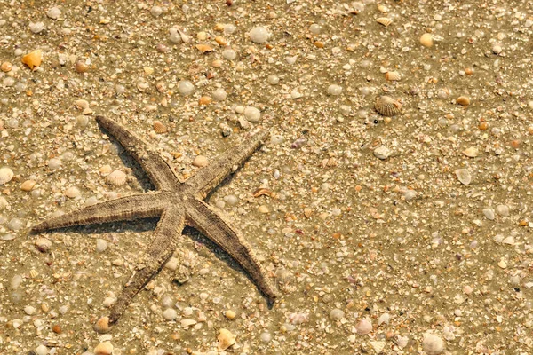 Estrela do mar na praia — Fotografia de Stock