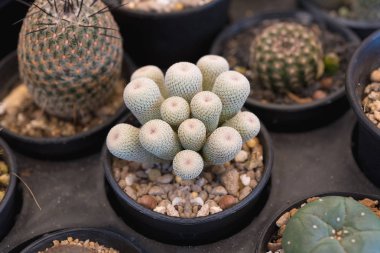 Kaktüs Garden tencerede kaktüs çiçek