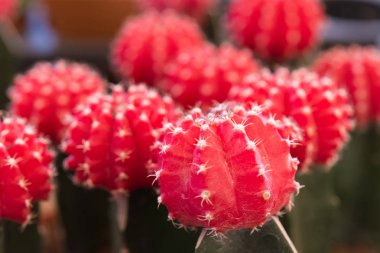 Kaktüs Garden tencerede kaktüs çiçek