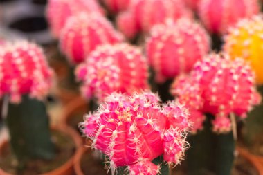 Kaktüs Garden tencerede kaktüs çiçek