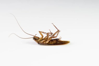Beyaz arka plan üzerinde ölü Hamam böcekleri