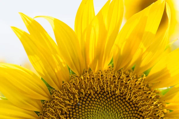 Ayçiçeği kapatmak