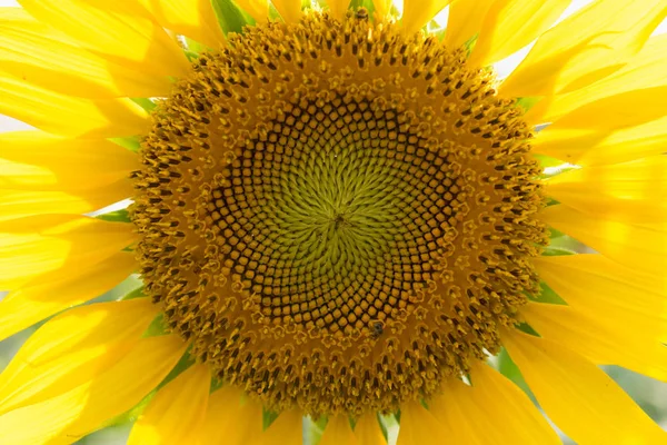 Girasole da vicino — Foto Stock