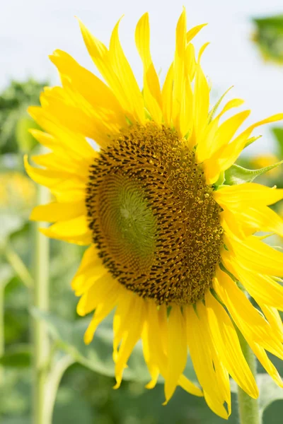 Ayçiçeği kapatmak