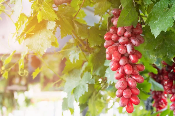 Uve rosse fresche mature, bel fondo con un ramo di uva blu — Foto Stock