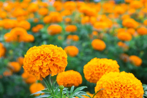 Güzel kadife çiçeği çiçek Bahçe, sarı kadife çiçeği çiçek.