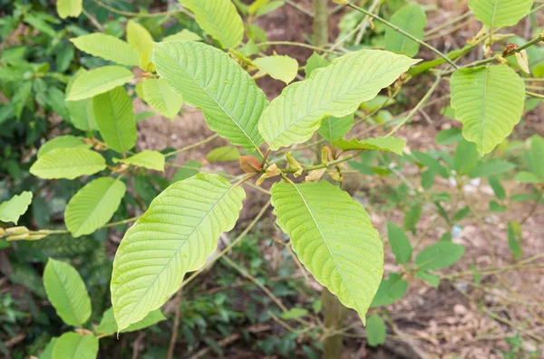 Mitragyna speciosa, mitragyna speciosa korth (kratom), Mitragynine, M. speciosa . — Foto de Stock