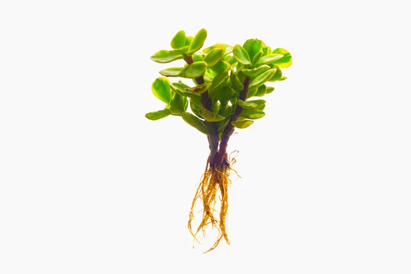 Árbol con una raíz sobre un fondo blanco — Foto de Stock