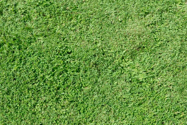yeşil çim dokusu 