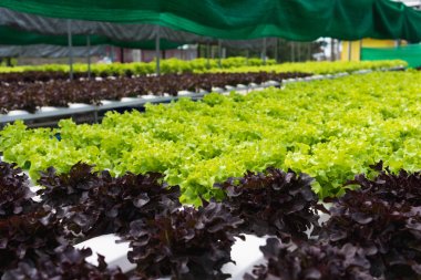 Çiftlik suda. Organik hydroponic sebze