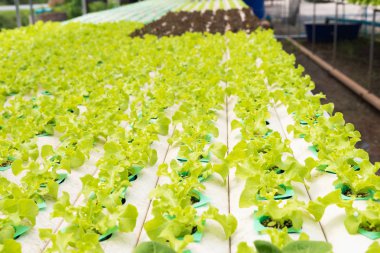 Çiftlik suda. Organik hydroponic sebze