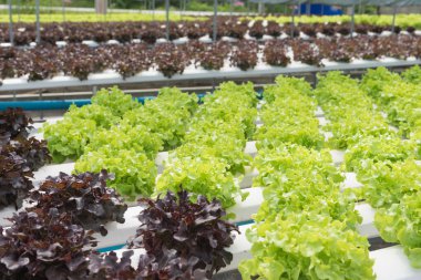 Çiftlik suda. Organik hydroponic sebze