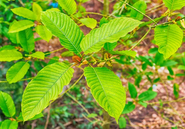Mitragyna speciosa, mitragyna speciosa korth