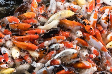 Renkli sazan balığı, koi balığı