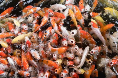 Renkli sazan balığı, koi balığı