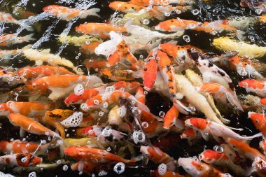 Renkli sazan balığı, koi balığı