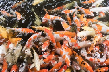 Renkli sazan balığı, koi balığı