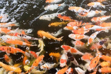 Renkli sazan balığı, koi balığı