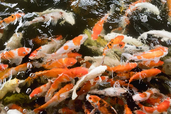 カラフルな鯉鯉魚 ストック写真 C Ponsulak カラフルな鯉鯉魚 ストック写真 C Ponsulak