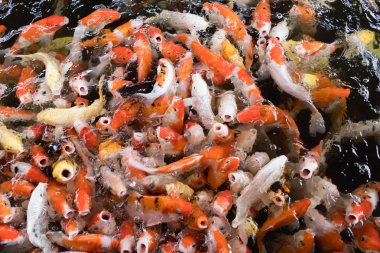 Renkli sazan balığı, koi balığı