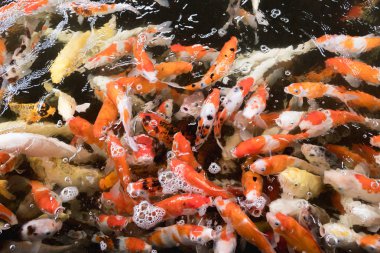 Renkli sazan balığı, koi balığı