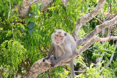 Uzun kuyruklu makak, Yengeç yiyen makak