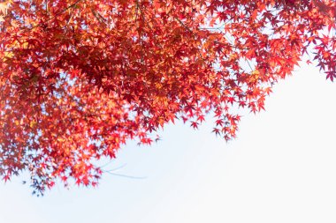 Renkli sonbahar yaprak sezon