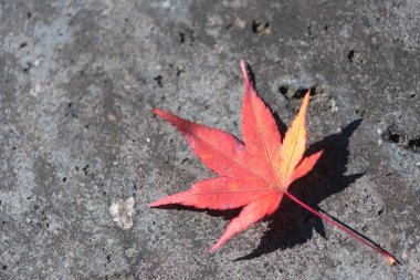 kaldırımda kırmızı akçaağaç yaprağı