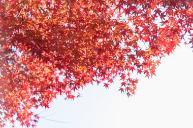 Renkli sonbahar yaprak sezon