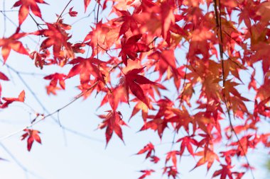 Renkli sonbahar yaprak sezon