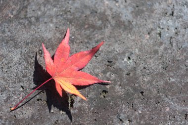 kaldırımda kırmızı akçaağaç yaprağı