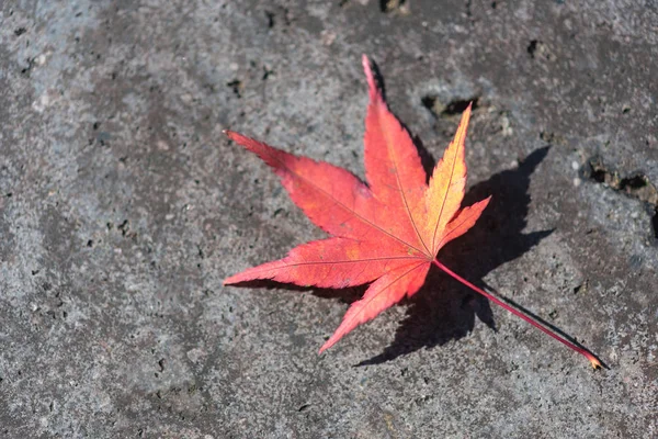 red maple leaves lying on the sidewalk