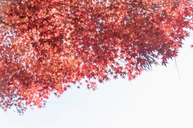 Renkli sonbahar yaprak sezon