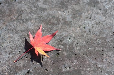kaldırımda kırmızı akçaağaç yaprağı