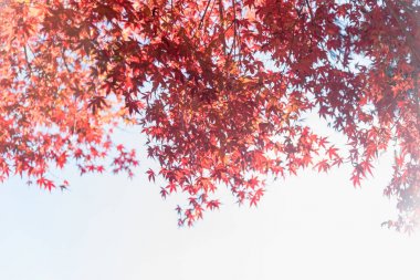 Renkli sonbahar yaprak sezon