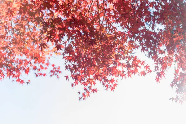 Renkli sonbahar yaprak sezon