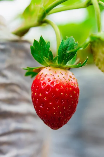 Strawberries being grown commercially. — Stock Photo, Image