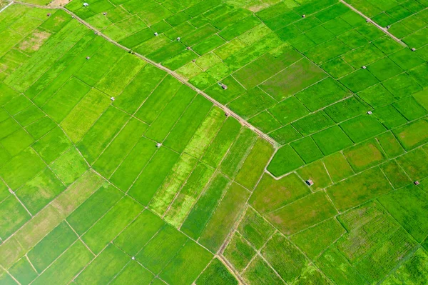 Groene rijstvelden — Stockfoto