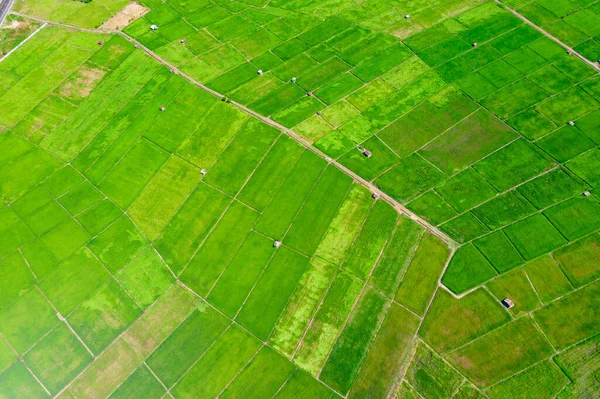 Groene rijstvelden — Stockfoto