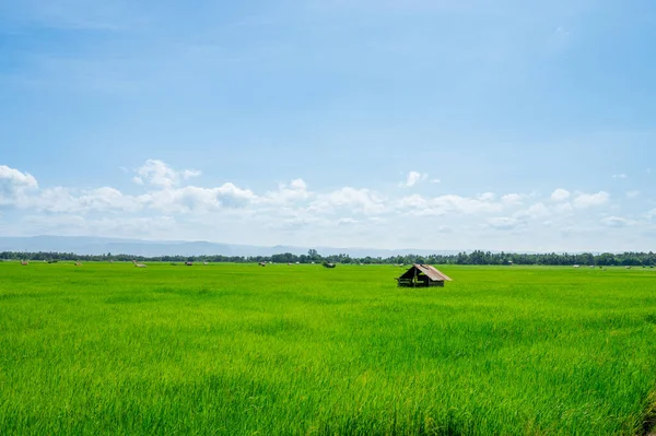 Grønn rismark – stockfoto