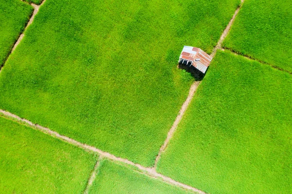 Ladang padi hijau Stok Gambar Bebas Royalti