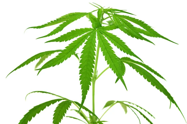Hojas Cannabis Verde Aisladas Sobre Fondo Blanco Cultivo Marihuana Medicinal — Foto de Stock
