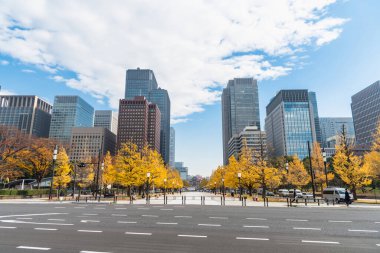 Tokyo 'da sonbahar yapraklı binalar. Altın yapraklı gingko Maidenhair ağaçları, sonbaharın sonlarında Tokyo 'da yüksek katlı ofis binalarının önünde.