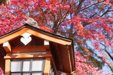 Japon akçaağaç yaprakları. Kırmızı akçaağaç yapraklarını kapatın. Parktaki antik Japon tapınağı Ağaçların sonbahar renkleriyle