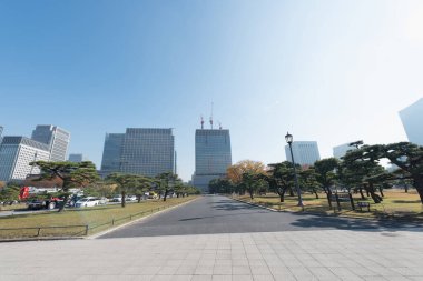 Tokyo 'da sonbahar yapraklı binalar. Altın yapraklı gingko Maidenhair ağaçları, sonbaharın sonlarında Tokyo 'da yüksek katlı ofis binalarının önünde.