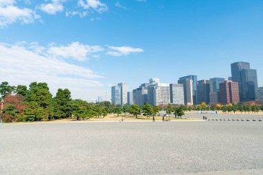 Tokyo 'da sonbahar yapraklı binalar. Altın yapraklı gingko Maidenhair ağaçları, sonbaharın sonlarında Tokyo 'da yüksek katlı ofis binalarının önünde.