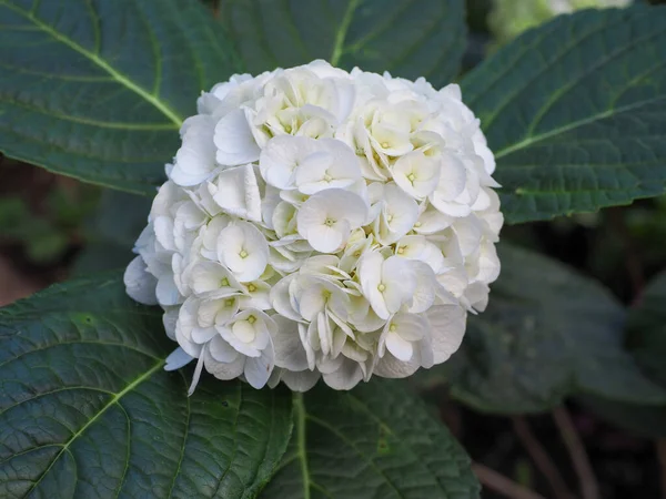 Macro Photo Hydrangea Flower Details Blue Petals Beautiful Colorful Blue Stock Image