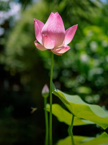 Lotus pink. The pink lotus that is above the water in the pond and has a lotus leaf in the morning.