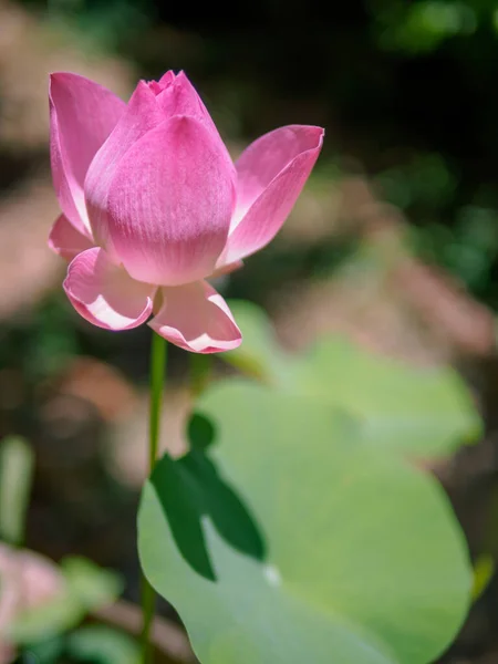 Lotus pink. The pink lotus that is above the water in the pond and has a lotus leaf in the morning.