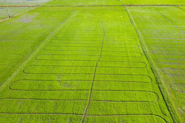 稻田绿草蓝天云彩背景 水季美丽的梯田图像与无人机灌溉 稻田俯瞰 — 图库照片